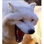 Chuckling wolf studios