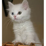 kittyies or cats