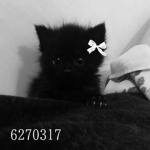 darkcircles