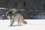 Wolfy games The YouTuber