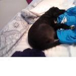 I love puppies group