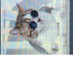 CAT FANS and a dog person