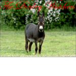 Donkey Watchers