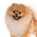 Pomeranians luvers