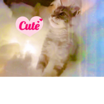 Fun cute nice pets