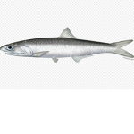 The Anchovy Group