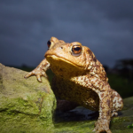 Club of Toad!