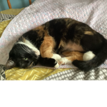 Catsrule_dogsdrool