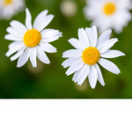 •Daisy Clothes•