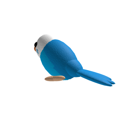 BLUE Girl budgie