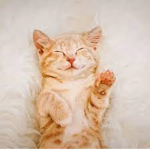 CuteCatGroup