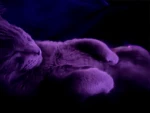 remains* Group Thumbnail