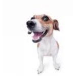 give_out_robux
