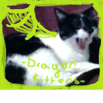 Dragon Kittens