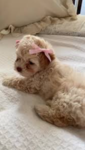 For people who love Doggys and Puppys