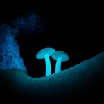 Bioluminescence II