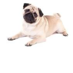 The Great Pugs United
