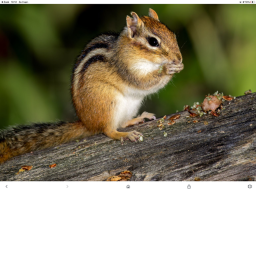 Chipmunks are theeeee best's Place Number: 1