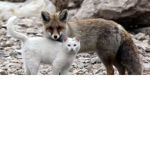 Fox and Cat