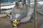-ANIMALS MATTER-