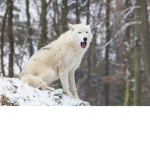 The wolf squad! (Save the Wolves!)