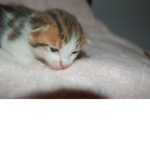 mega_chaton