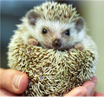 cute hedgehog lovers