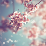 .cherry.blossom.x