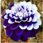 Robux of flowers