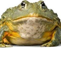 frog simulator icon