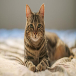 Cat's inc.