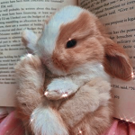 Bunny~ Squad **
