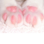 Kitty paws fan group