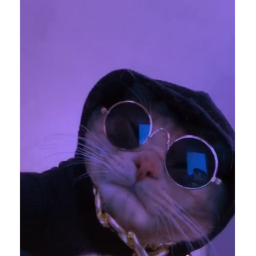 The Cat Game