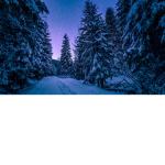 Winter in the forest