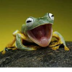 froggyzz