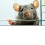 RATTY PACK