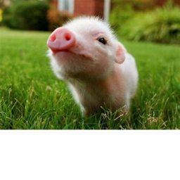 PIGS ARE AMAZING's Place Number: 0