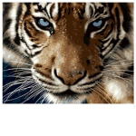# tiger squad