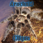 Arachnid Clique