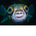 Fishy formation