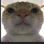 Scem Cat