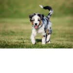Australian Shep herd Fan Group!!