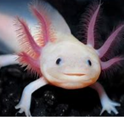 Axolotl Rivers (BETA) New Axolotl Model!