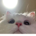 sᴡᴀɢɢʏ s <3