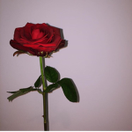 RedxRoses