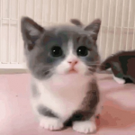 #CatSquad/ Royale Princess Cat