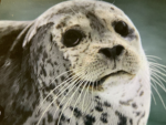 Team seal members