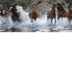 |~* Canter Culture Stables *~|