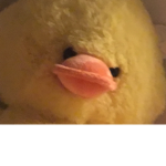 Ducks r sick